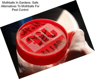 Mothballs In Gardens: Safe Alternatives To Mothballs For Pest Control