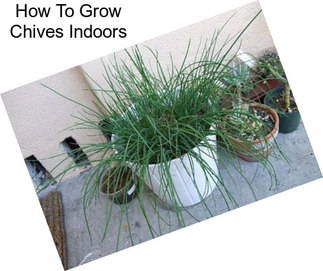 How To Grow Chives Indoors
