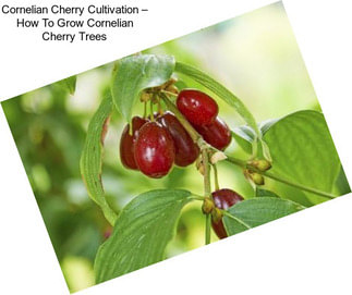 Cornelian Cherry Cultivation – How To Grow Cornelian Cherry Trees