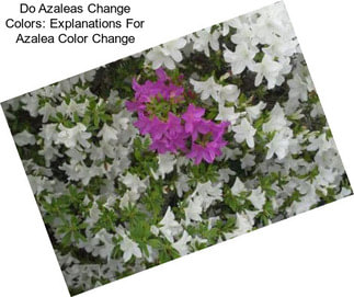 Do Azaleas Change Colors: Explanations For Azalea Color Change