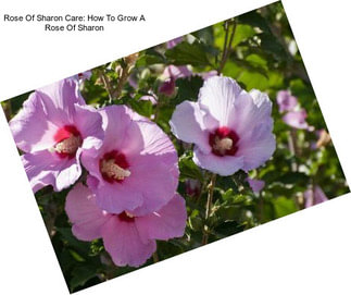 Rose Of Sharon Care: How To Grow A Rose Of Sharon