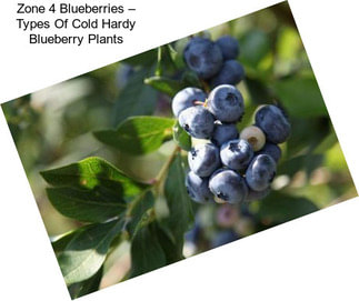 Zone 4 Blueberries – Types Of Cold Hardy Blueberry Plants