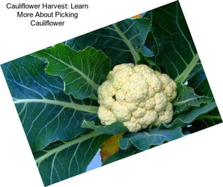 Cauliflower Harvest: Learn More About Picking Cauliflower