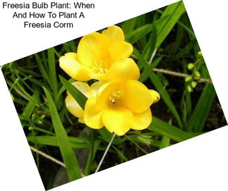 Freesia Bulb Plant: When And How To Plant A Freesia Corm