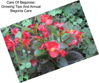 Care Of Begonias: Growing Tips And Annual Begonia Care