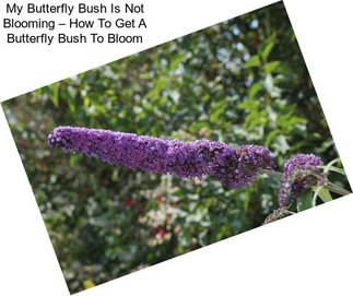 My Butterfly Bush Is Not Blooming – How To Get A Butterfly Bush To Bloom