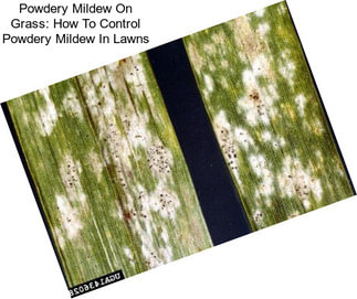 Powdery Mildew On Grass: How To Control Powdery Mildew In Lawns