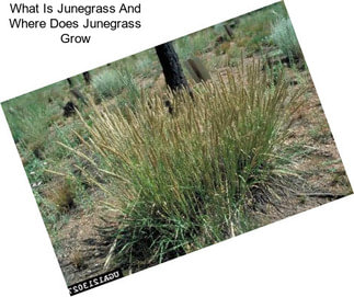 What Is Junegrass And Where Does Junegrass Grow