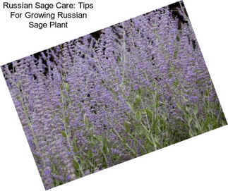 Russian Sage Care: Tips For Growing Russian Sage Plant