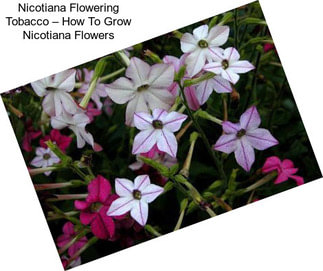 Nicotiana Flowering Tobacco – How To Grow Nicotiana Flowers