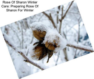 Rose Of Sharon Winter Care: Preparing Rose Of Sharon For Winter