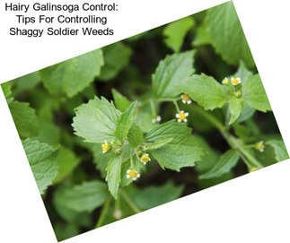 Hairy Galinsoga Control: Tips For Controlling Shaggy Soldier Weeds