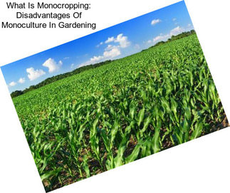 What Is Monocropping: Disadvantages Of Monoculture In Gardening