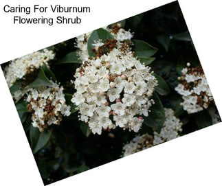 Caring For Viburnum Flowering Shrub