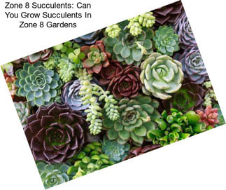 Zone 8 Succulents: Can You Grow Succulents In Zone 8 Gardens