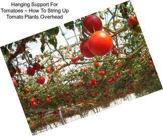 Hanging Support For Tomatoes – How To String Up Tomato Plants Overhead