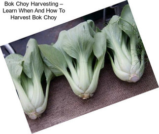 Bok Choy Harvesting – Learn When And How To Harvest Bok Choy