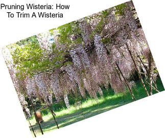 Pruning Wisteria: How To Trim A Wisteria