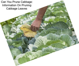 Can You Prune Cabbage: Information On Pruning Cabbage Leaves