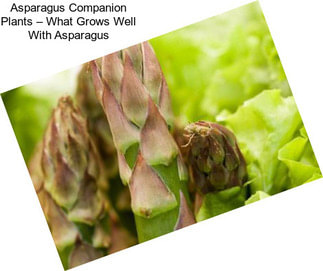 Asparagus Companion Plants – What Grows Well With Asparagus