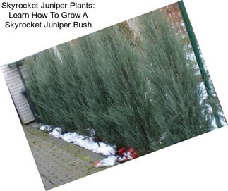 Skyrocket Juniper Plants: Learn How To Grow A Skyrocket Juniper Bush
