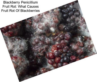 Blackberry Penicillium Fruit Rot: What Causes Fruit Rot Of Blackberries