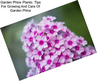 Garden Phlox Plants: Tips For Growing And Care Of Garden Phlox