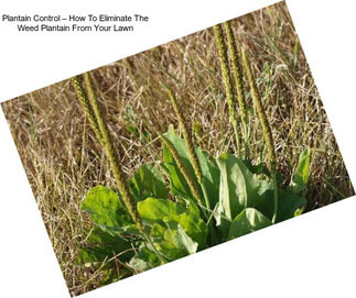 Plantain Control – How To Eliminate The Weed Plantain From Your Lawn