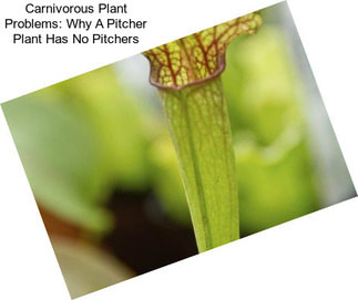 Carnivorous Plant Problems: Why A Pitcher Plant Has No Pitchers