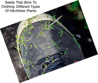 Seeds That Stick To Clothing: Different Types Of Hitchhiker Plants