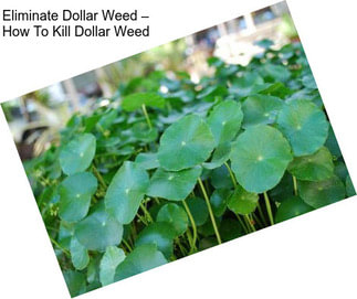 Eliminate Dollar Weed – How To Kill Dollar Weed