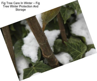 Fig Tree Care In Winter – Fig Tree Winter Protection And Storage