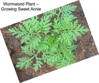 Wormwood Plant – Growing Sweet Annie