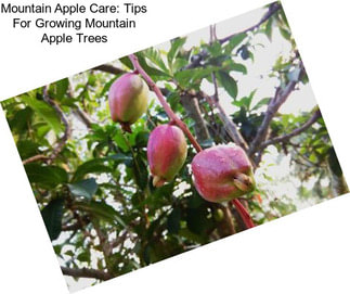 Mountain Apple Care: Tips For Growing Mountain Apple Trees