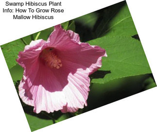 Swamp Hibiscus Plant Info: How To Grow Rose Mallow Hibiscus