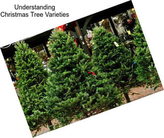 Understanding Christmas Tree Varieties