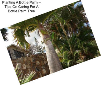 Planting A Bottle Palm – Tips On Caring For A Bottle Palm Tree