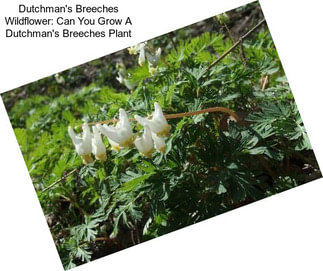 Dutchman\'s Breeches Wildflower: Can You Grow A Dutchman\'s Breeches Plant