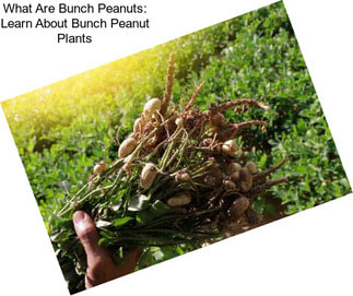 What Are Bunch Peanuts: Learn About Bunch Peanut Plants