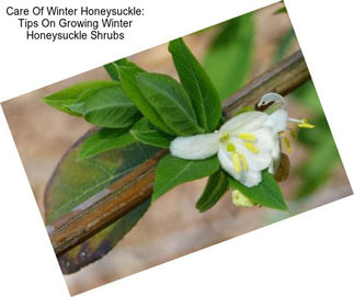 Care Of Winter Honeysuckle: Tips On Growing Winter Honeysuckle Shrubs