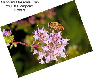 Marjoram Blossoms: Can You Use Marjoram Flowers