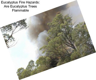 Eucalyptus Fire Hazards: Are Eucalyptus Trees Flammable