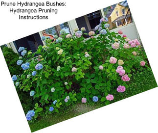 Prune Hydrangea Bushes: Hydrangea Pruning Instructions