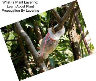 What Is Plant Layering: Learn About Plant Propagation By Layering