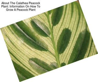 About The Calathea Peacock Plant: Information On How To Grow A Peacock Plant