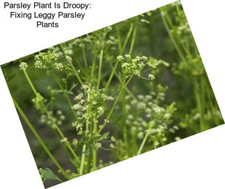 Parsley Plant Is Droopy: Fixing Leggy Parsley Plants