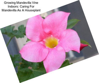 Growing Mandevilla Vine Indoors: Caring For Mandevilla As A Houseplant