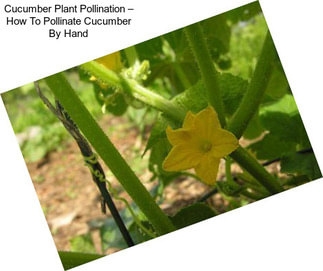 Cucumber Plant Pollination – How To Pollinate Cucumber By Hand