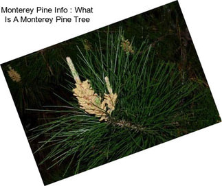 Monterey Pine Info : What Is A Monterey Pine Tree