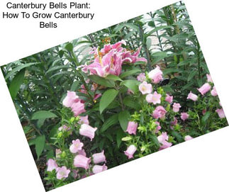 Canterbury Bells Plant: How To Grow Canterbury Bells